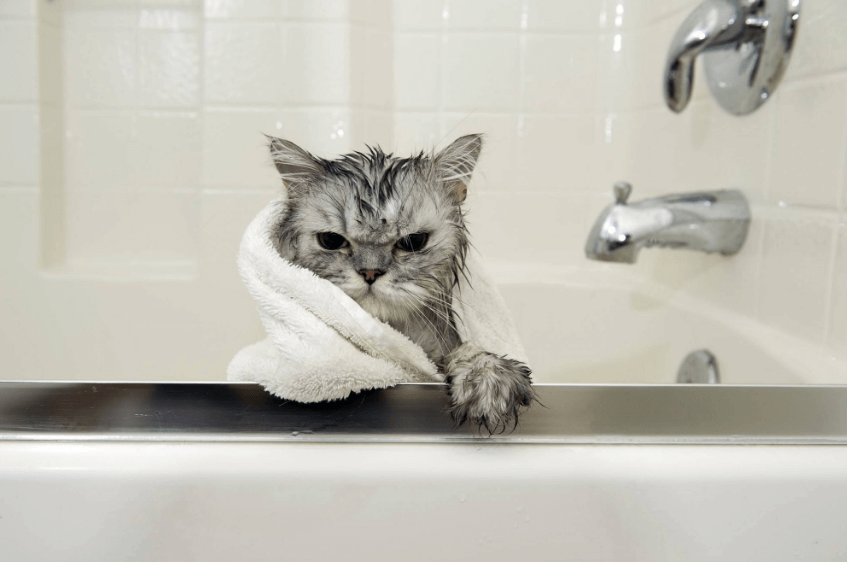 Grooming Tips for Your Cat