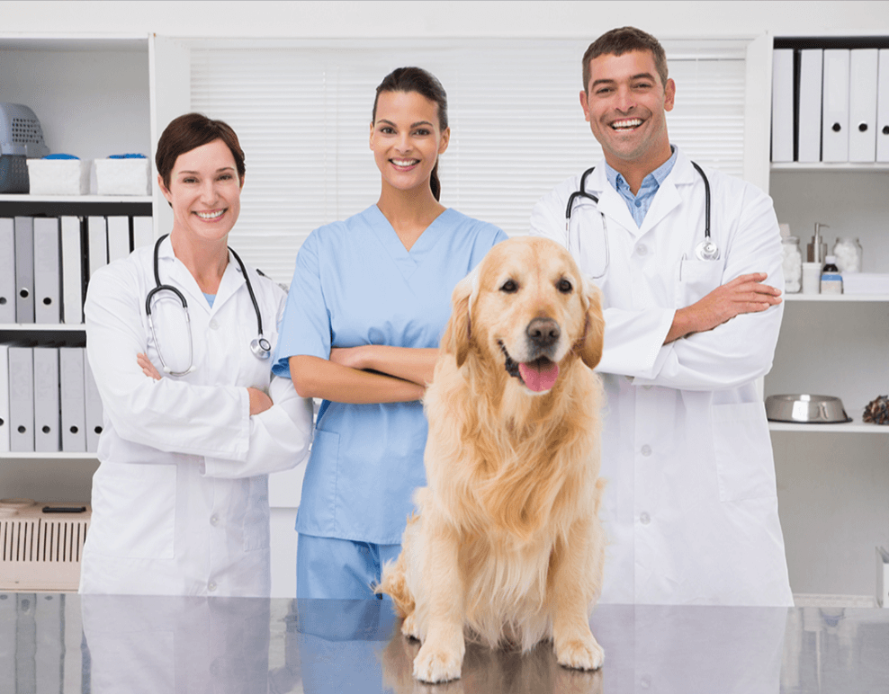 Veterinary Practice